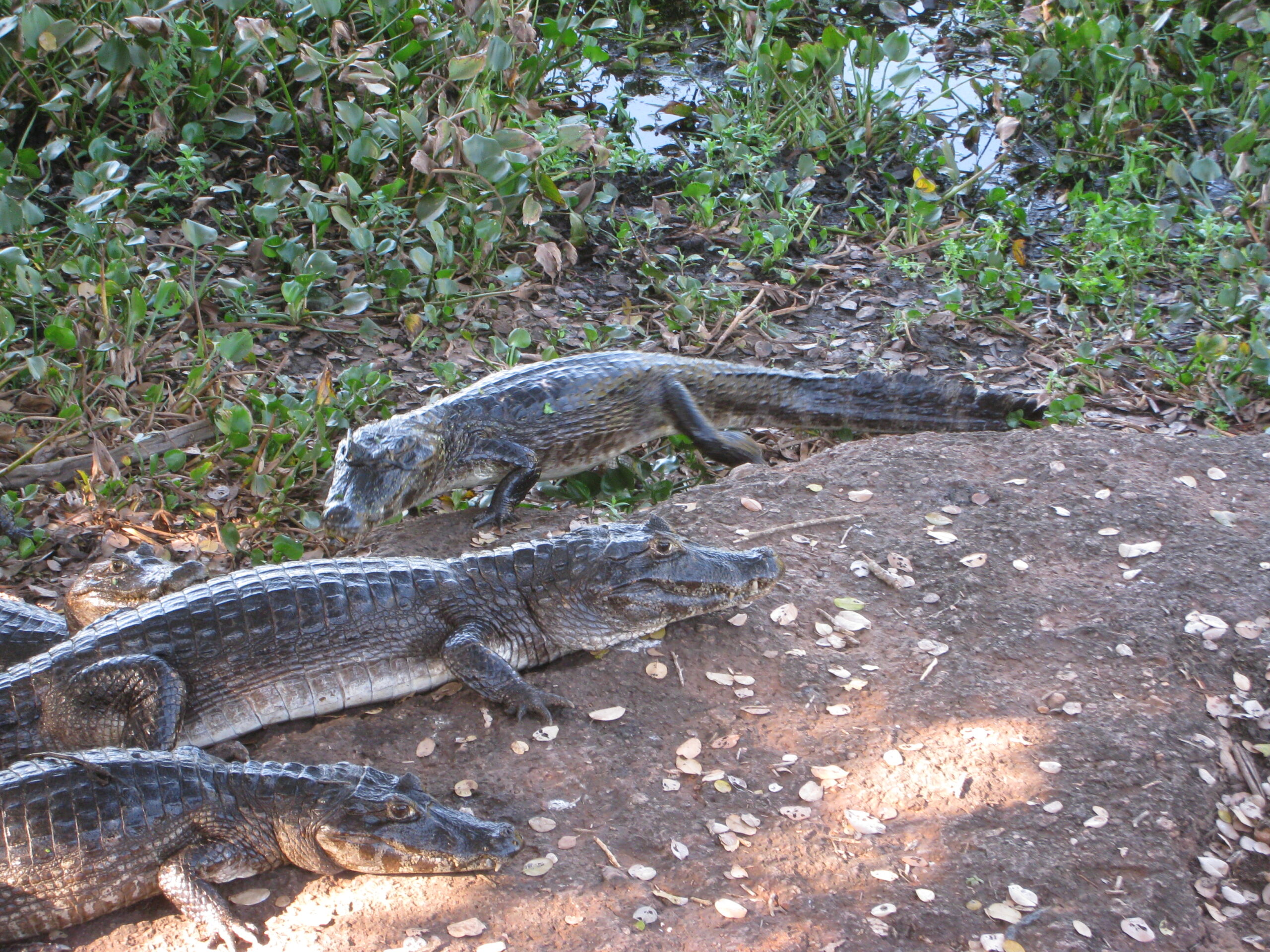 Estancia Caiman